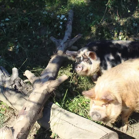 Impuls Hof - Unterhegerberg アパート Stössing